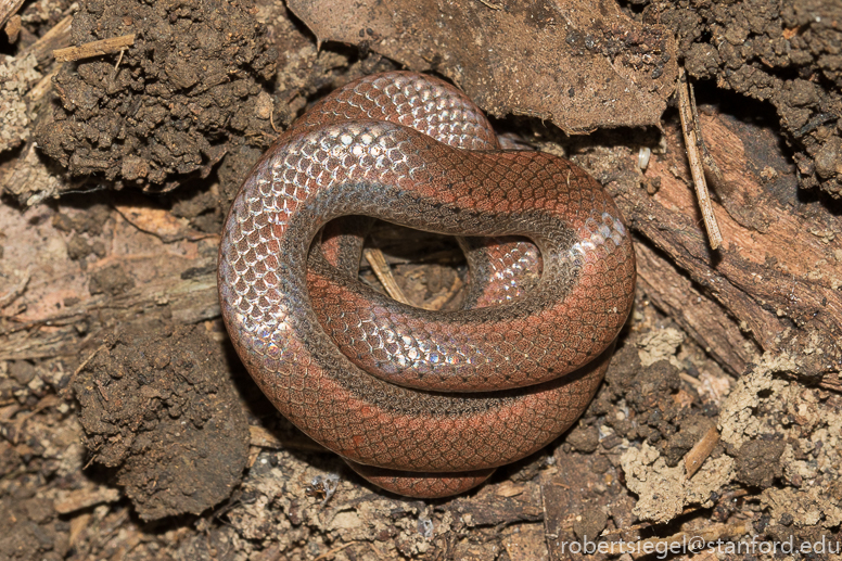 alum rock state park